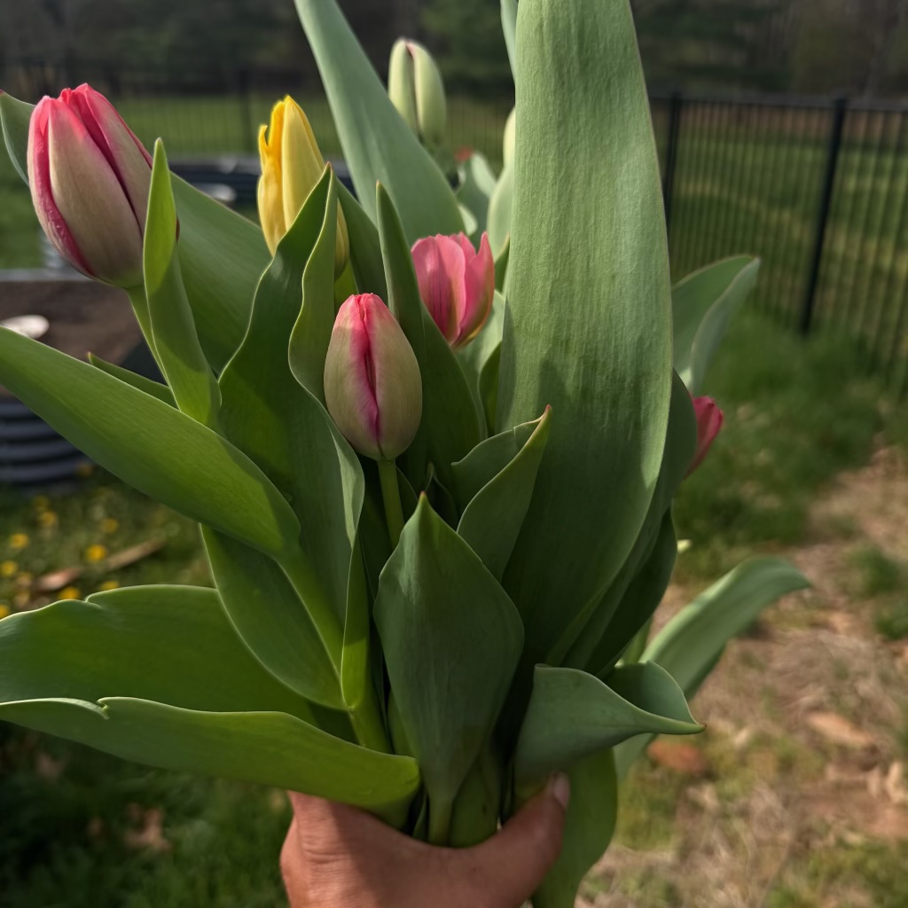 Tulip in early bloom, photographed close in the garden.