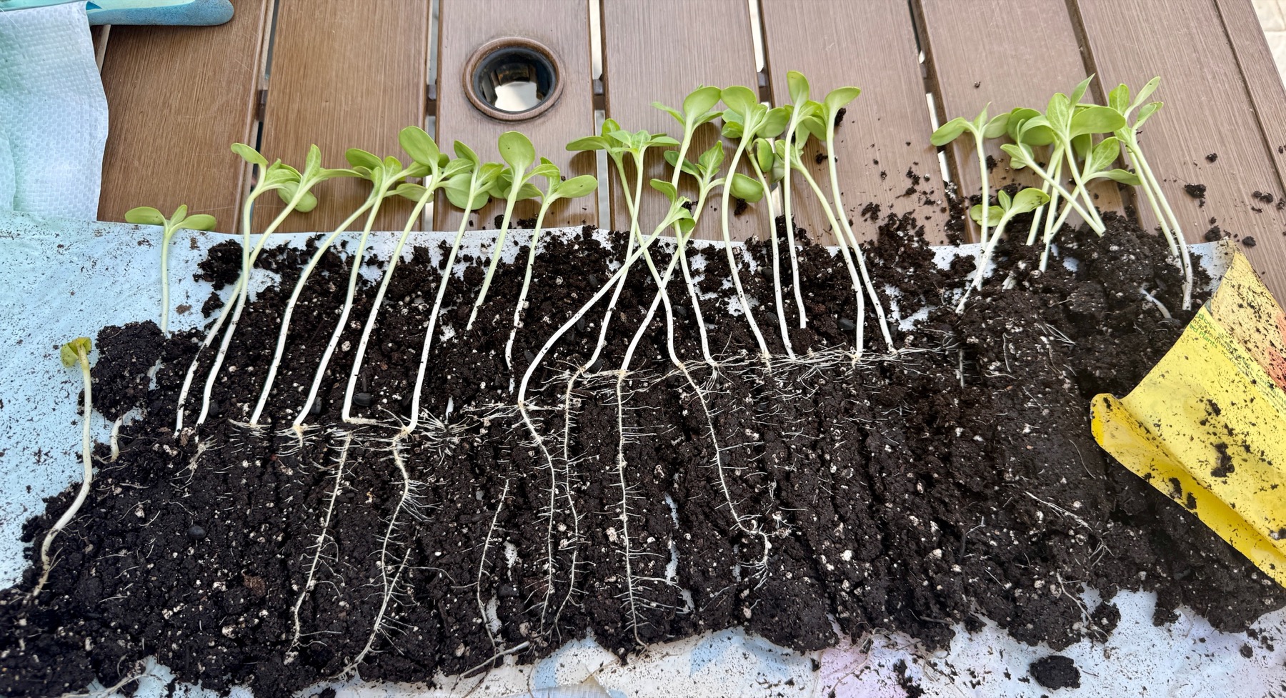 Roots threading through a seedling cup.